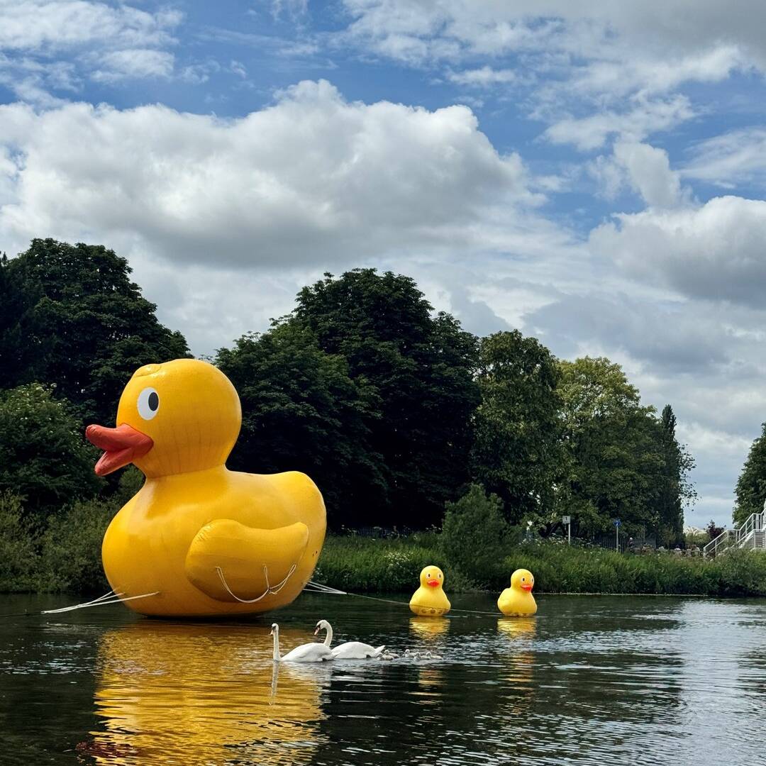 Duck-Sygnets-Inflatable