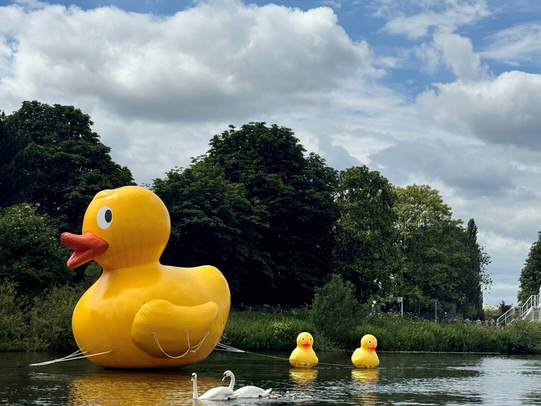 Duck-Sygnets-Inflatable